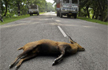 Over-speeding vehicles in Kaziranga National Park to pay Rs 5K more